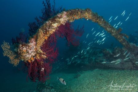 Bossoir et gorgones du Liban à Marseille