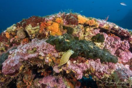 Doris géante sur l'épave du Liban