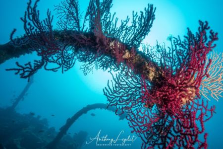Bossoir et proue de l'épave du Liban