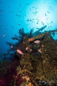 Vie marine sur la poupe du Liban à Marseille