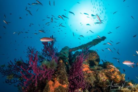 Vie marine sur la poupe du Liban à Marseille