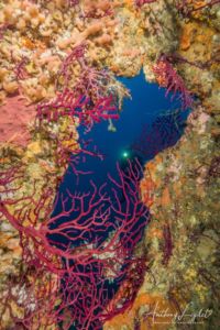 Gorgones à la poupe du Liban