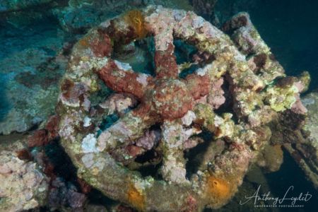 Roue sur l'épave du Liban à Marseille