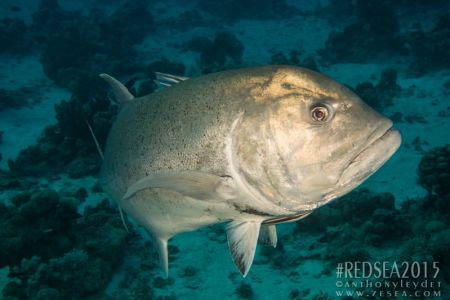 Carangue à grosse tête (Caranx ignobilis) - Carangidae