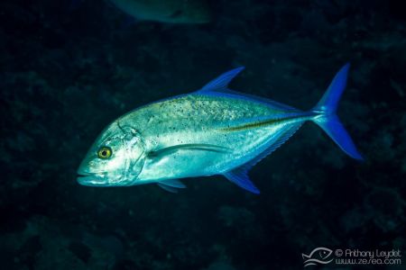 Carangue à nageoires bleues (Caranx melampygus) - Carangidae