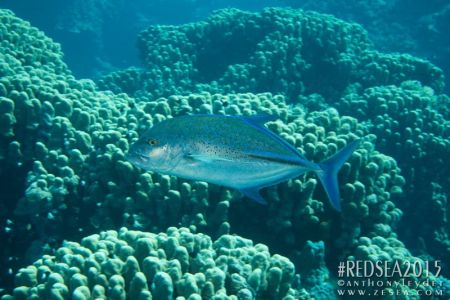 Carangue à nageoires bleues (Caranx melampygus) - Carangidae