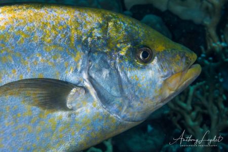 Carangue à points jaunes (Carangoides bajad) - Carangidae