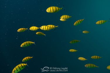 Carangue royale (Gnathanodon speciosus) - Carangidae