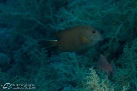 Poisson chirurgien strié (Ctenochaetus striatus) - Acanthuridae