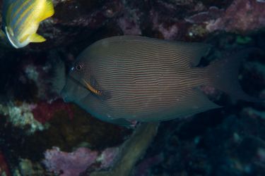 Poisson chirurgien strié (Ctenochaetus striatus) - Acanthuridae