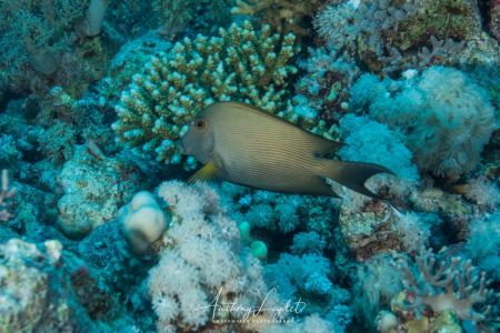 Poisson chirurgien strié (Ctenochaetus striatus) - Acanthuridae