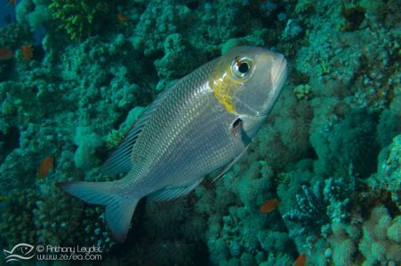 Empereur à gros yeux (Monotaxis grandoculis) - Lethrinidae
