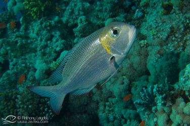 Empereur à gros yeux (Monotaxis grandoculis) - Lethrinidae