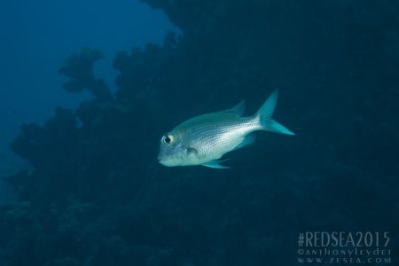 Empereur à gros yeux (Monotaxis grandoculis) - Lethrinidae