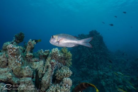 Empereur à gros yeux (Monotaxis grandoculis) - Lethrinidae