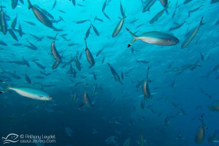 Fusilier de Mer Rouge (Caesio suevica) - Caesionidae