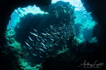 Fusilier strié (Caesio striata) - Caesionidae