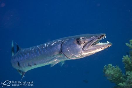 Grand barracuda (Sphyraena barracuda) - Sphyraenidae