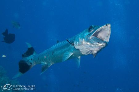 Grand barracuda (Sphyraena barracuda) - Sphyraenidae