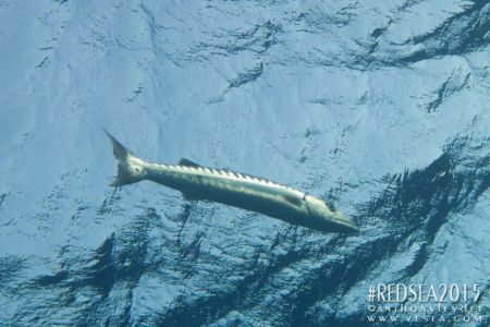 Grand barracuda (Sphyraena barracuda) - Sphyraenidae