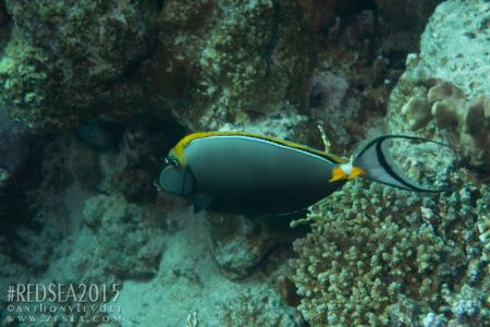 Nason à éperon orange (Naso elegans) - Acanthuridae