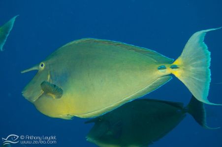 Nason à éperons bleus (Naso unicornis) - Acanthuridae