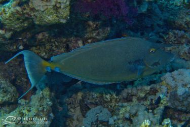 Nason à éperons bleus (Naso unicornis) - Acanthuridae
