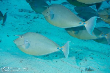 Nason à éperons bleus (Naso unicornis) - Acanthuridae