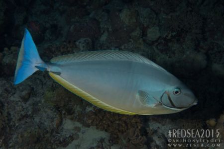 Nason soyeux (Naso hexacanthus) - Acanthuridae