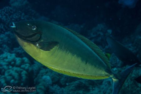 Nason soyeux (Naso hexacanthus) - Acanthuridae