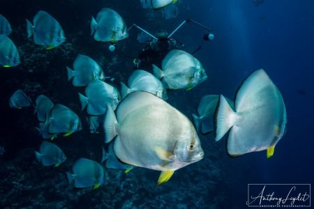 Platax à nageoires longues (Platax teira) - Ephippidae