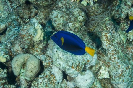 Poisson chirurgien à queue jaune (Zebrasoma xanthurum) - Acanthuridae