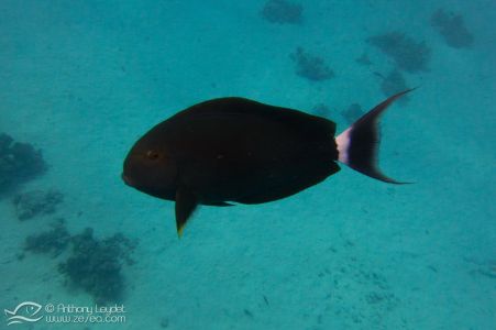 Poisson chirurgien noir (Acanthurus gahhm) - Acanthuridae