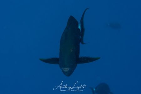 Poisson chirurgien noir (Acanthurus gahhm) - Acanthuridae