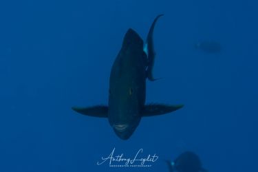 Poisson chirurgien noir (Acanthurus gahhm) - Acanthuridae