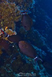 Poisson chirurgien noir (Acanthurus gahhm) - Acanthuridae
