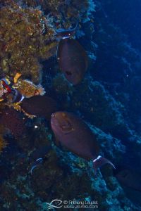 Poisson chirurgien noir (Acanthurus gahhm) - Acanthuridae