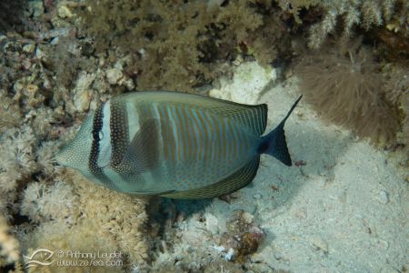 Poisson chirurgien voilier (Zebrasoma desjardinii) - Acanthuridae