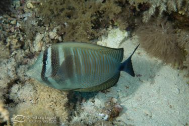 Poisson chirurgien voilier (Zebrasoma desjardinii) - Acanthuridae