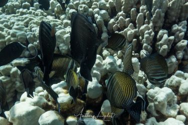 Poisson chirurgien voilier (Zebrasoma desjardinii) - Acanthuridae