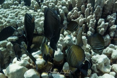Poisson chirurgien voilier (Zebrasoma desjardinii) - Acanthuridae