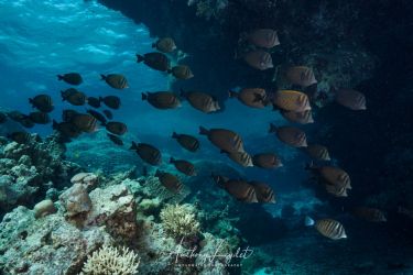 Poisson chirurgien voilier (Zebrasoma desjardinii) - Acanthuridae