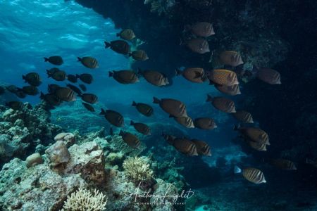 Poisson chirurgien voilier (Zebrasoma desjardinii) - Acanthuridae