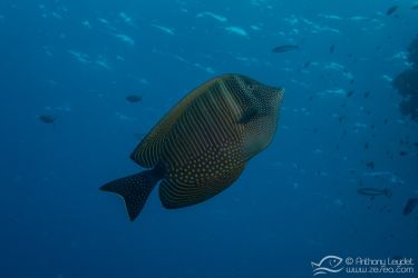 Poisson chirurgien voilier (Zebrasoma desjardinii) - Acanthuridae