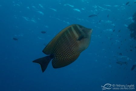 Poisson chirurgien voilier (Zebrasoma desjardinii) - Acanthuridae
