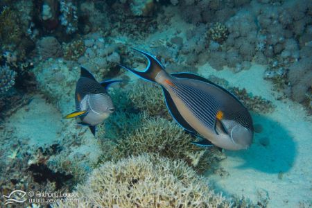 Poisson chirurgien zébré (Acanthurus sohal) - Acanthuridae