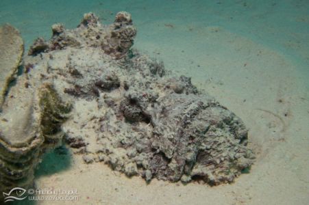 Poisson pierre (Synanceia verrucosa) - Synanceiidae