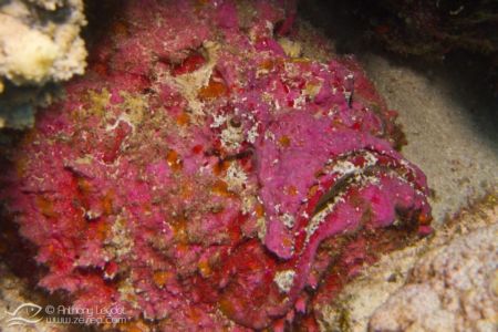 Poisson pierre (Synanceia verrucosa) - Synanceiidae