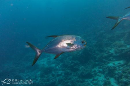 Pompano lune (Trachinotus blochii) - Carangidae