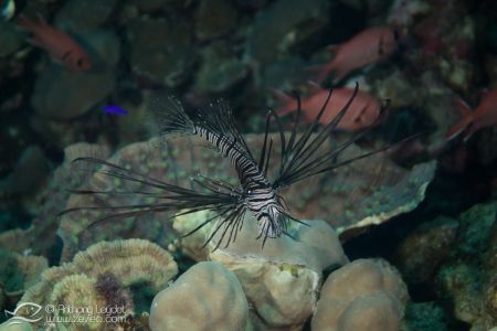 Rascasse volante commune juvénile (Pterois miles) - Scorpaenidae